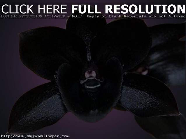 BLACK ORCHID