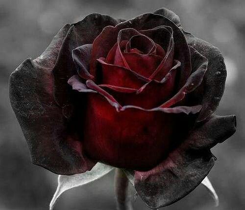 BLACK ROSE