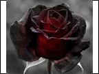 BLACK ROSE