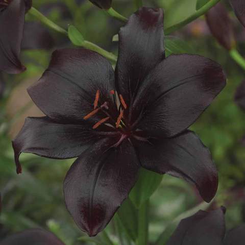 BLACK LILY