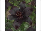 BLACK LILY